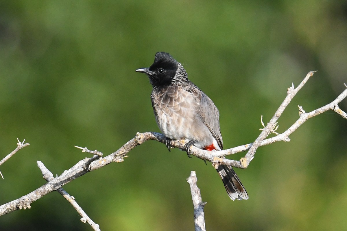 Red-vented Bulbul - ML619979708