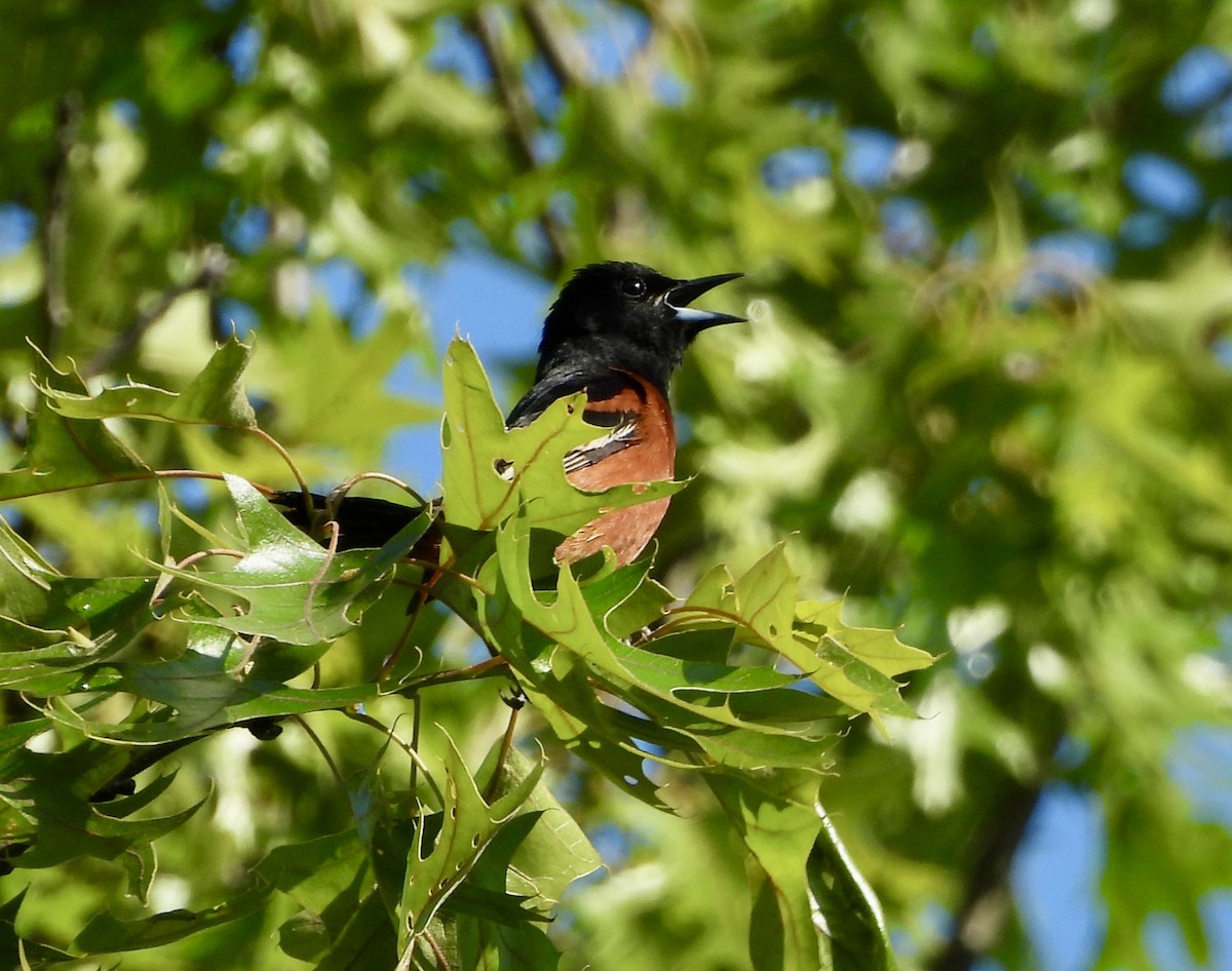 Orchard Oriole - ML619979709