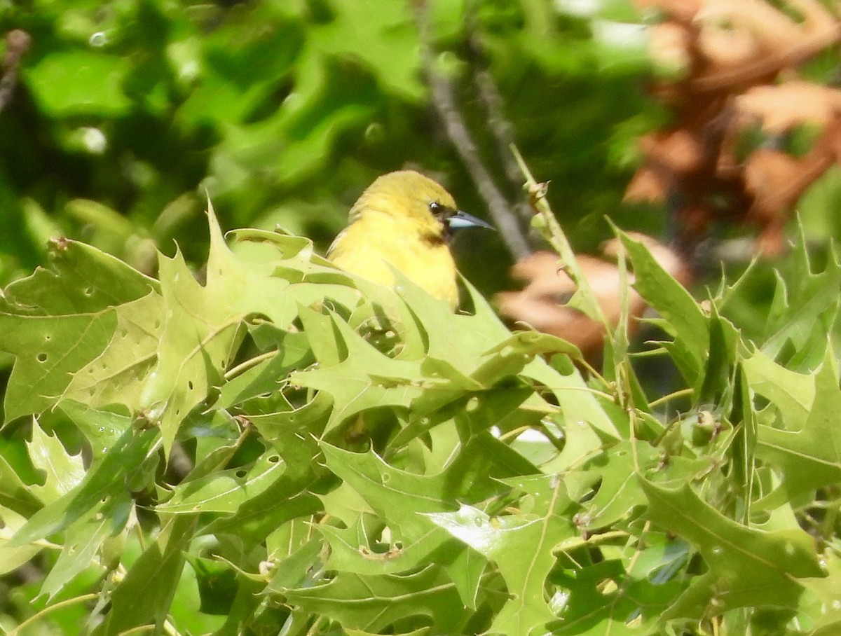 Orchard Oriole - ML619979710