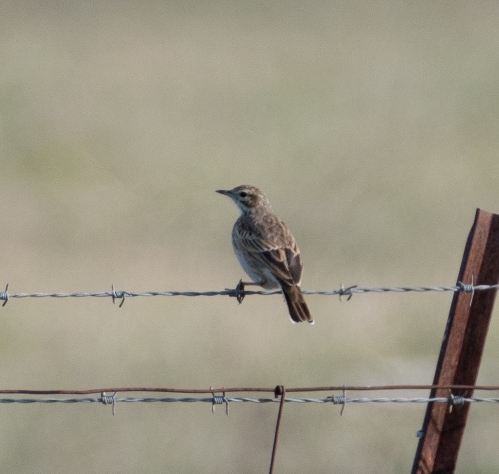 Australian Pipit - ML619979712