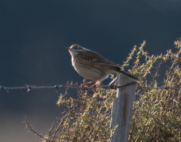 Australian Pipit - ML619979714