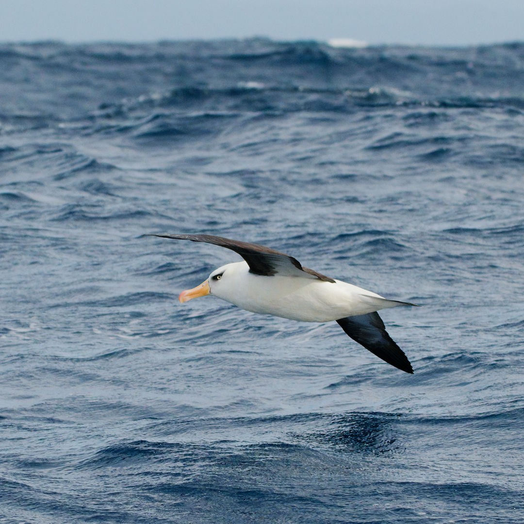 Albatros bekainduna (impavida) - ML619979716