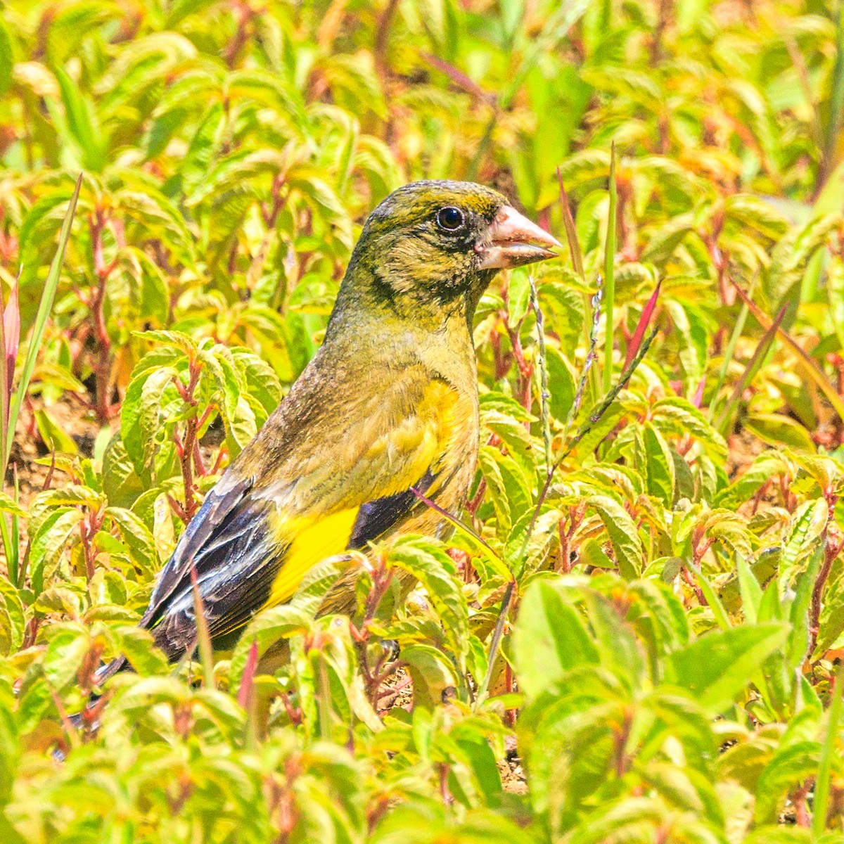 Oriental Greenfinch - ML619979748