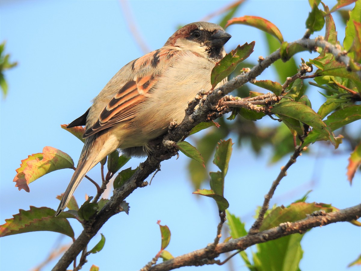 House Sparrow - ML619979759