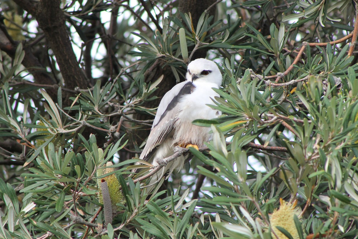 Black-shouldered Kite - ML619979766