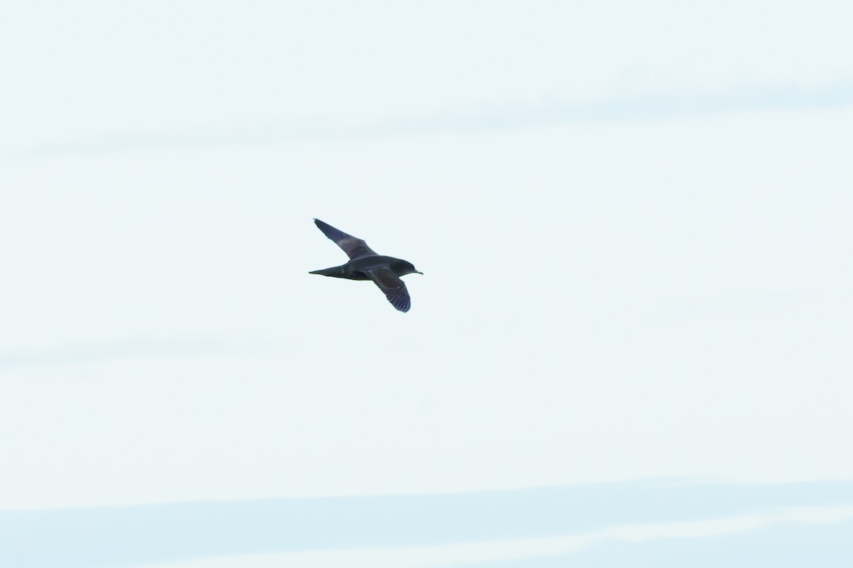 Short-tailed Shearwater - ML619979771