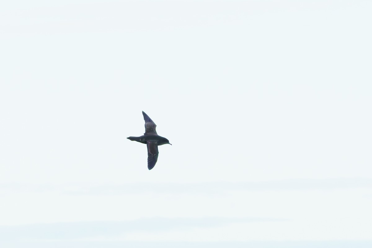 Short-tailed Shearwater - ML619979773