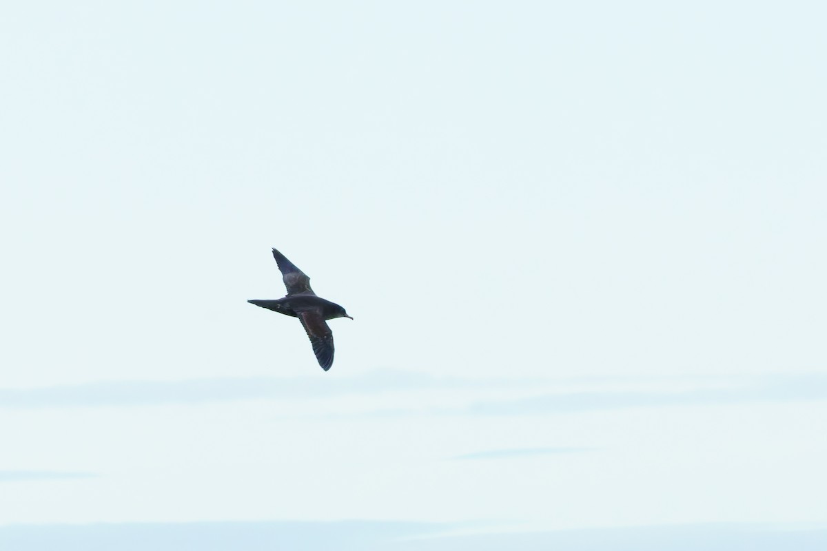 Short-tailed Shearwater - ML619979774