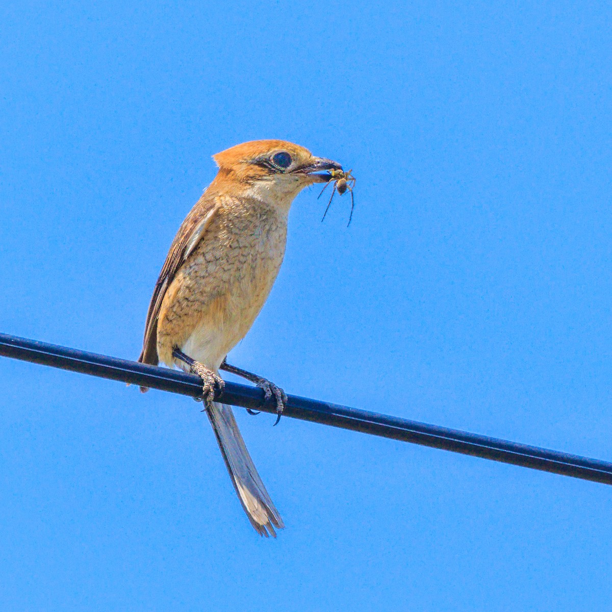 Bull-headed Shrike - ML619979775