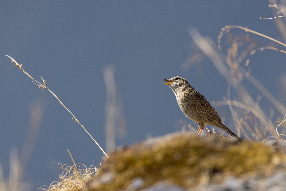 Upland Pipit - ML619979779