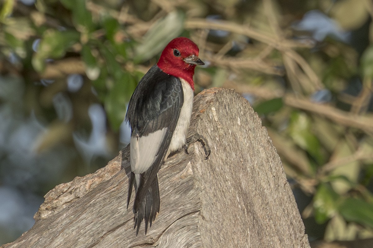 Red-headed Woodpecker - ML619979808