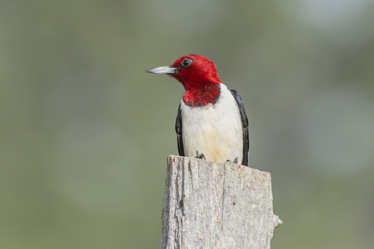 Red-headed Woodpecker - ML619979809