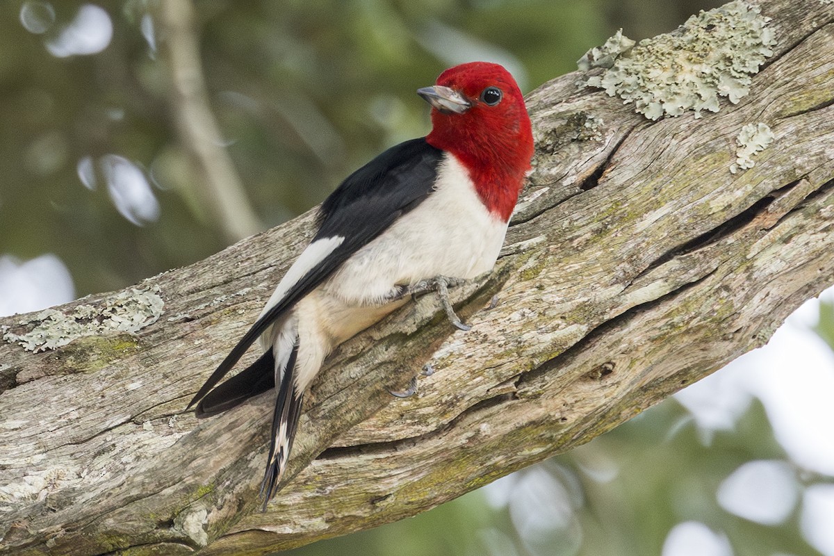 Red-headed Woodpecker - ML619979810