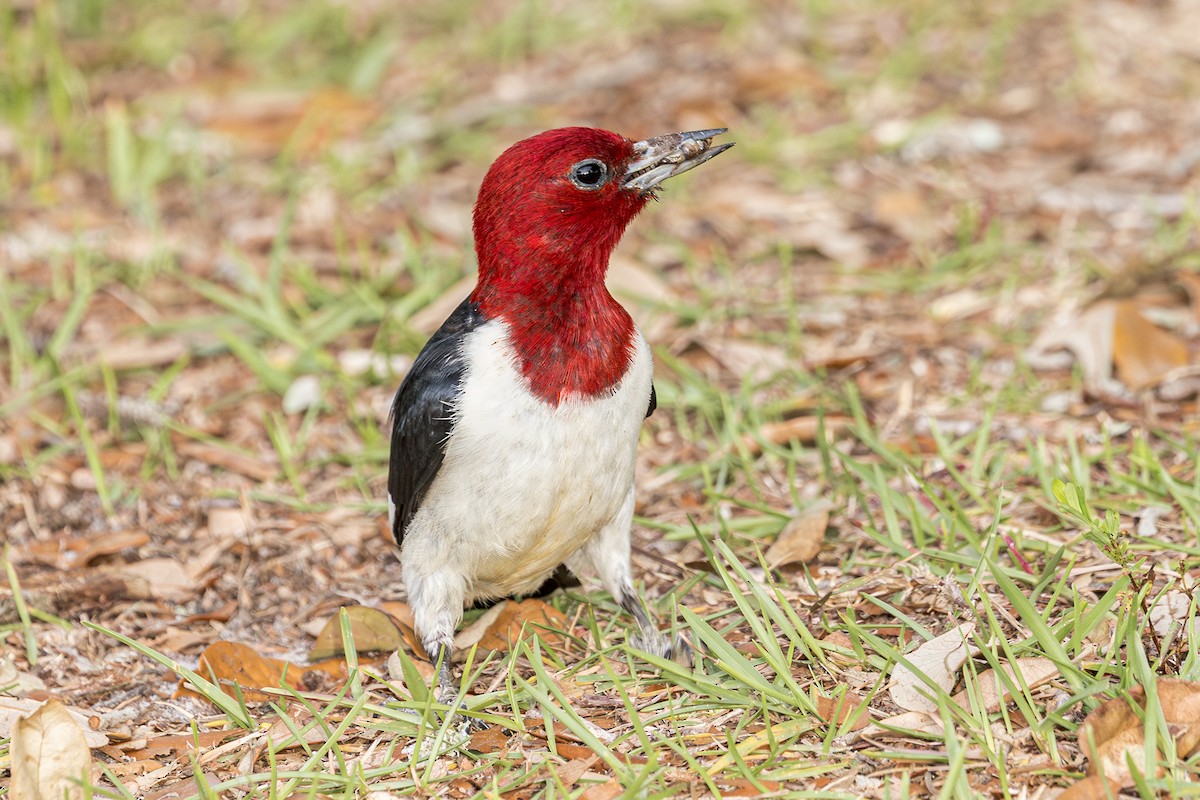 Red-headed Woodpecker - ML619979811
