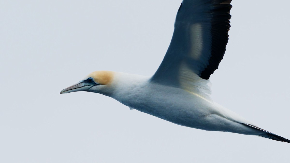 Australasian Gannet - ML619979813