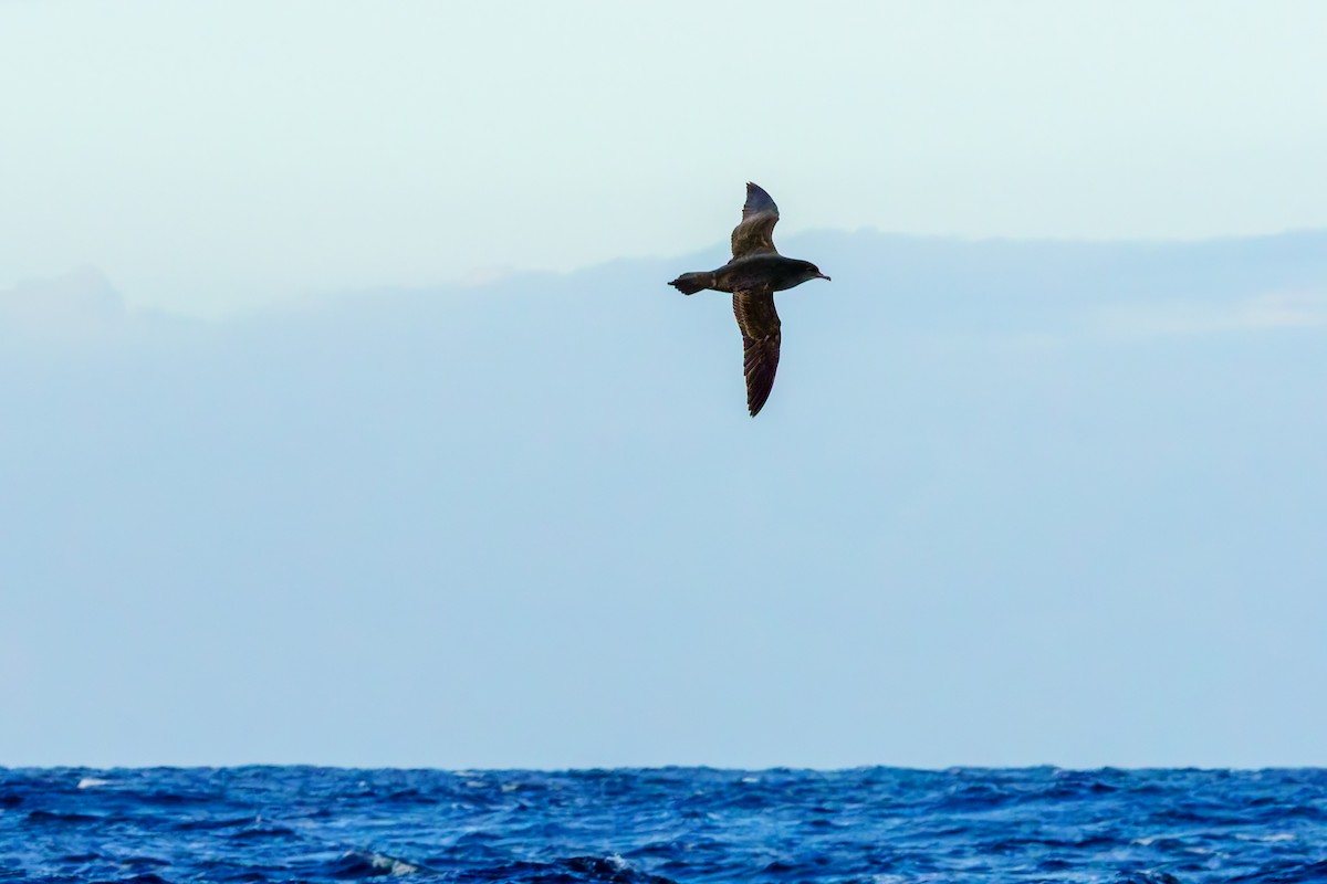 Short-tailed Shearwater - ML619979823