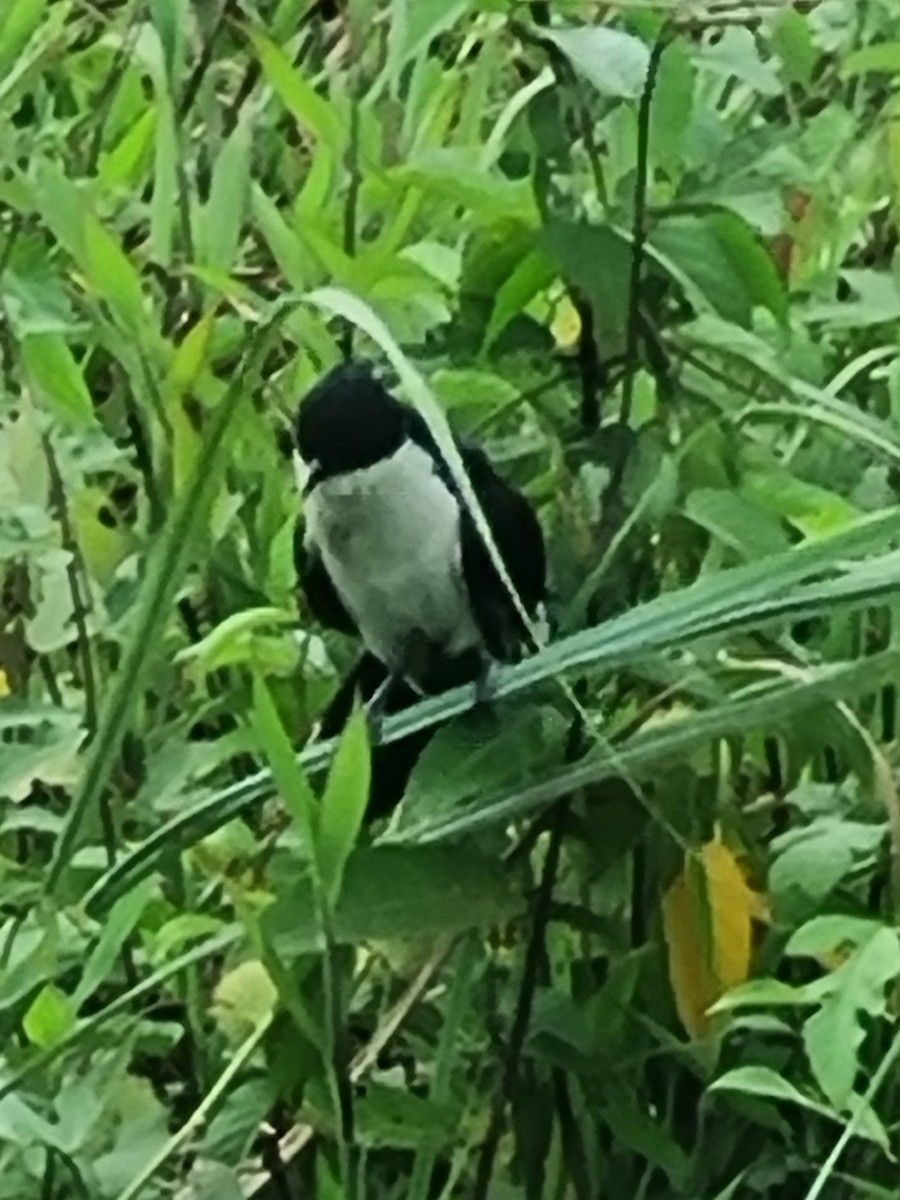 Pied Cuckoo - ML619979828