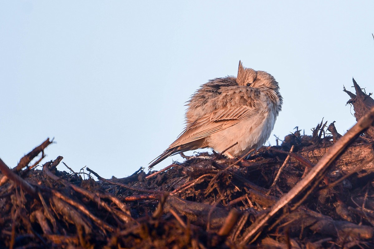 Crested Lark - ML619979831