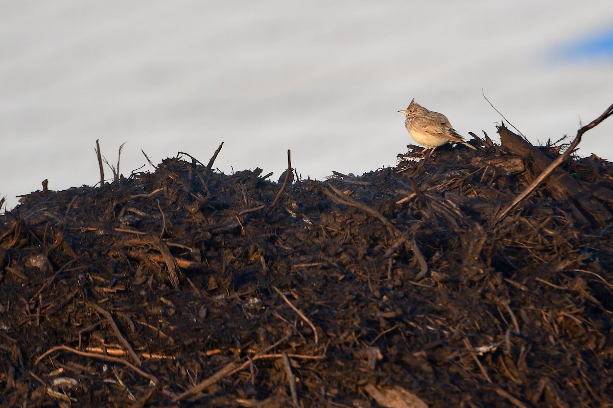 Crested Lark - ML619979833