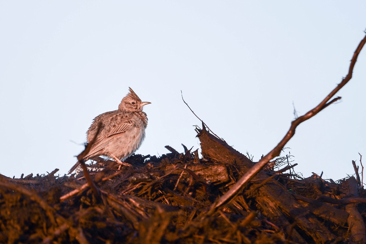 Crested Lark - ML619979835