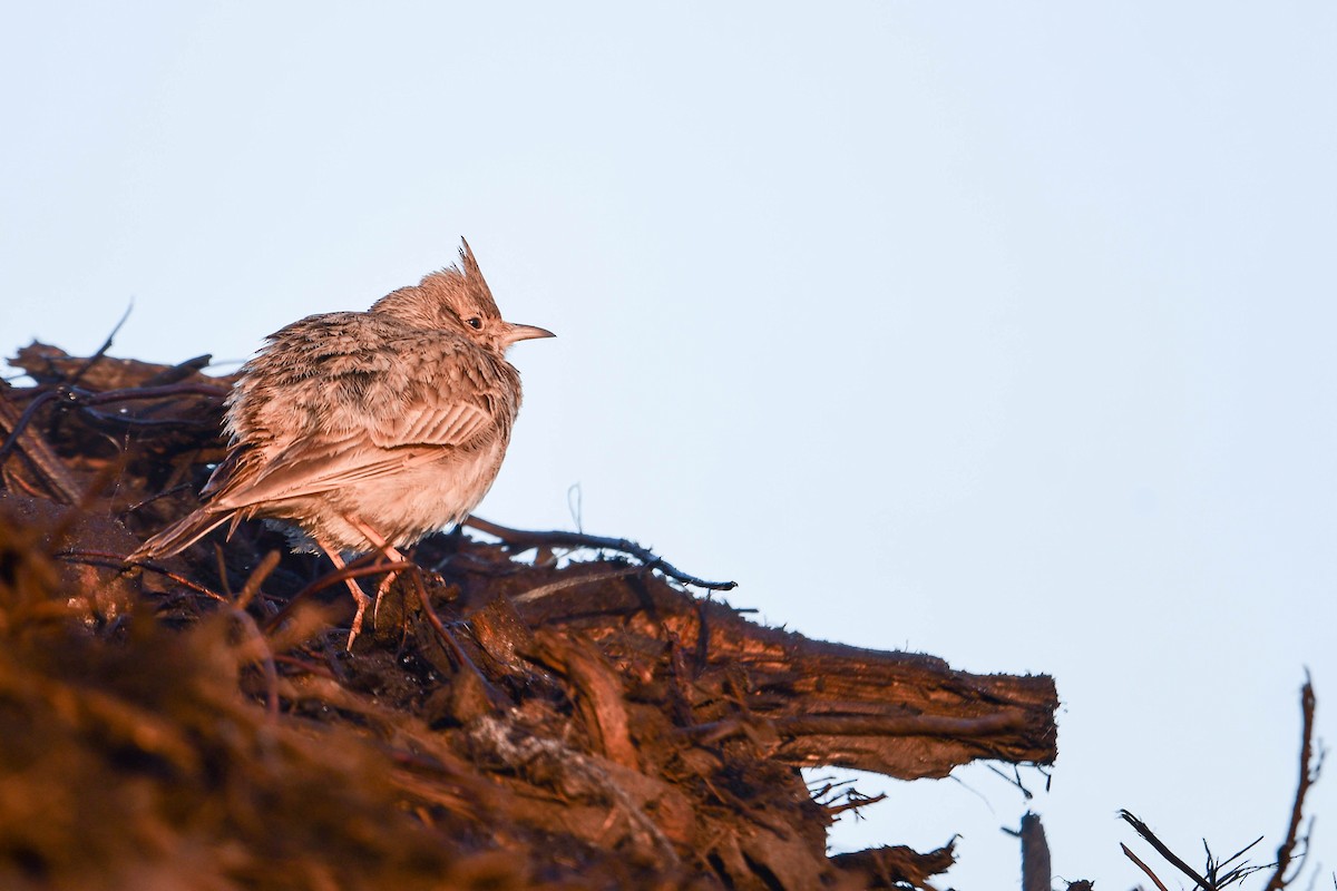 Crested Lark - ML619979836