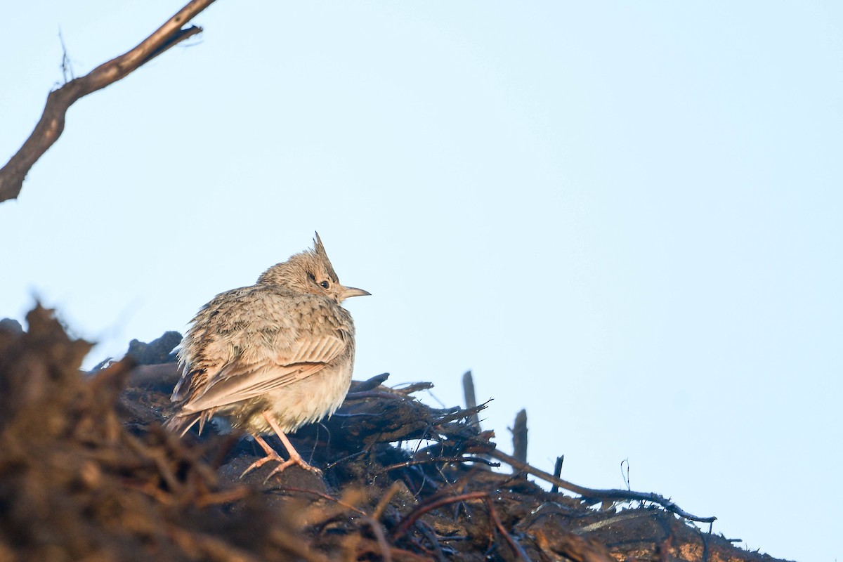 Crested Lark - ML619979837