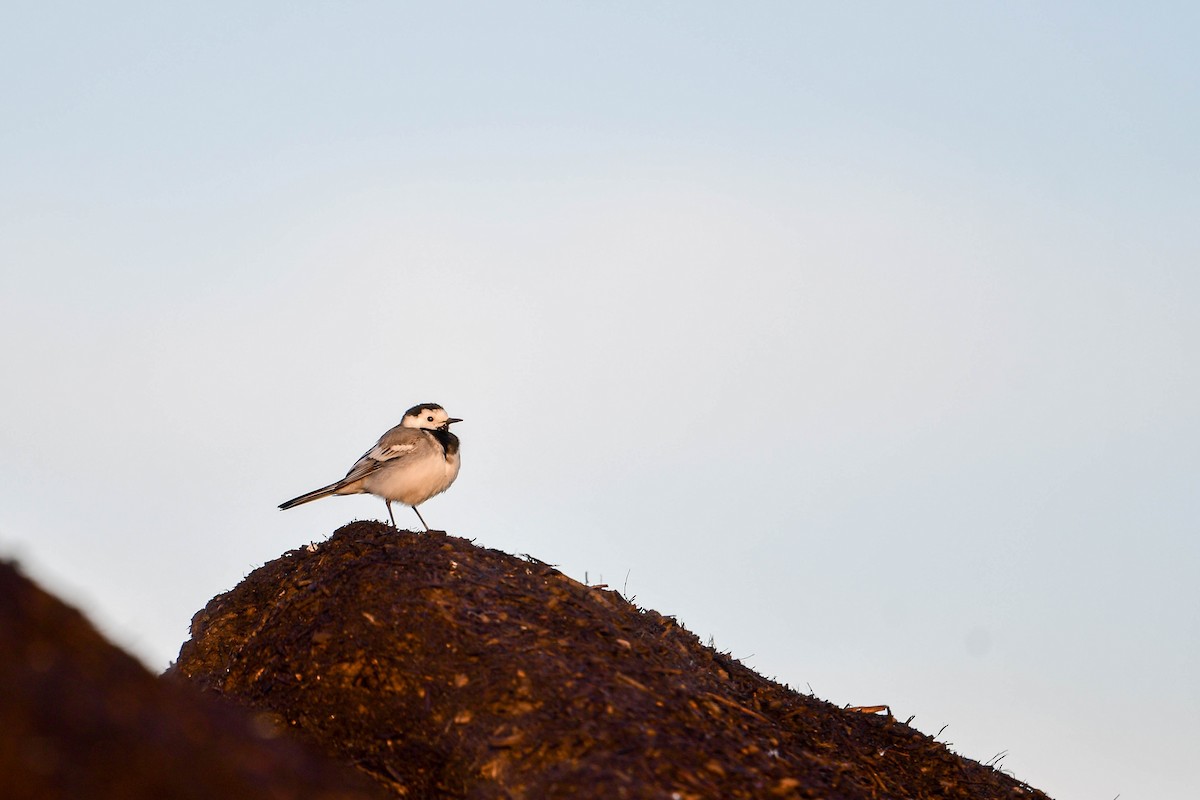 White Wagtail - ML619979840