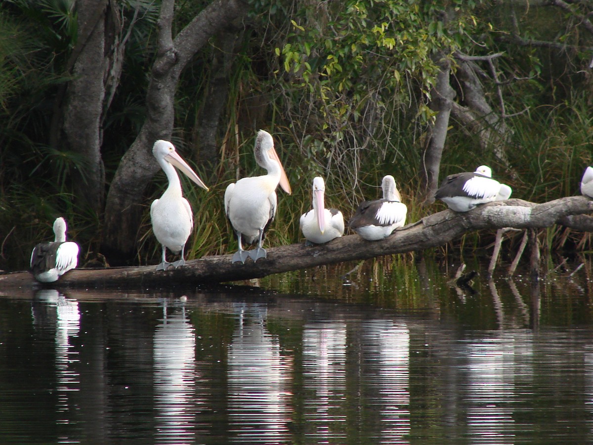 Australian Pelican - ML619979841