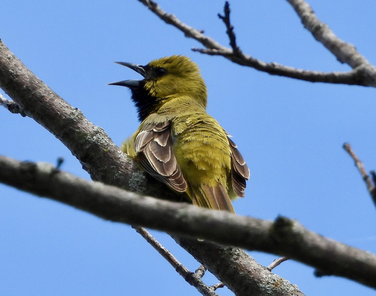 Orchard Oriole - ML619979855