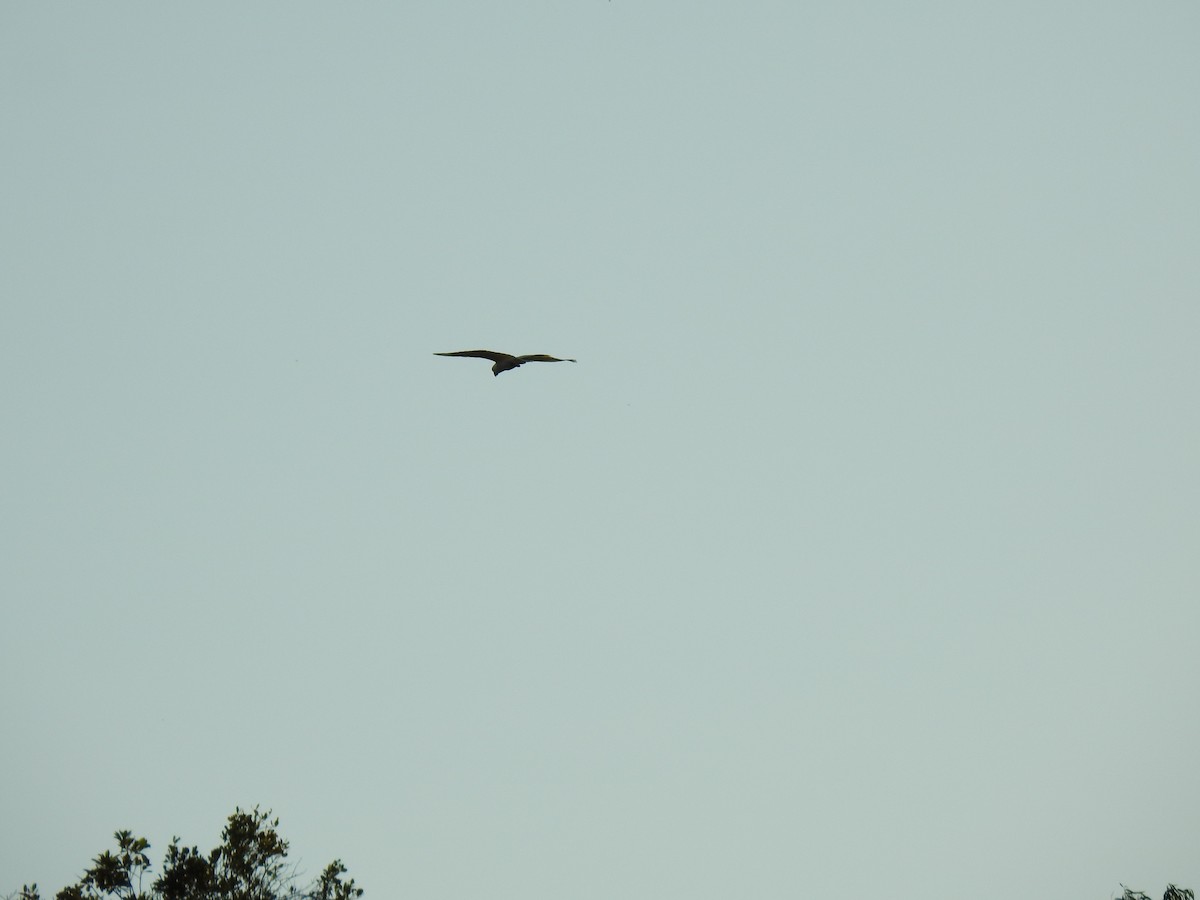 Gelbhaubenkakadu - ML619979861