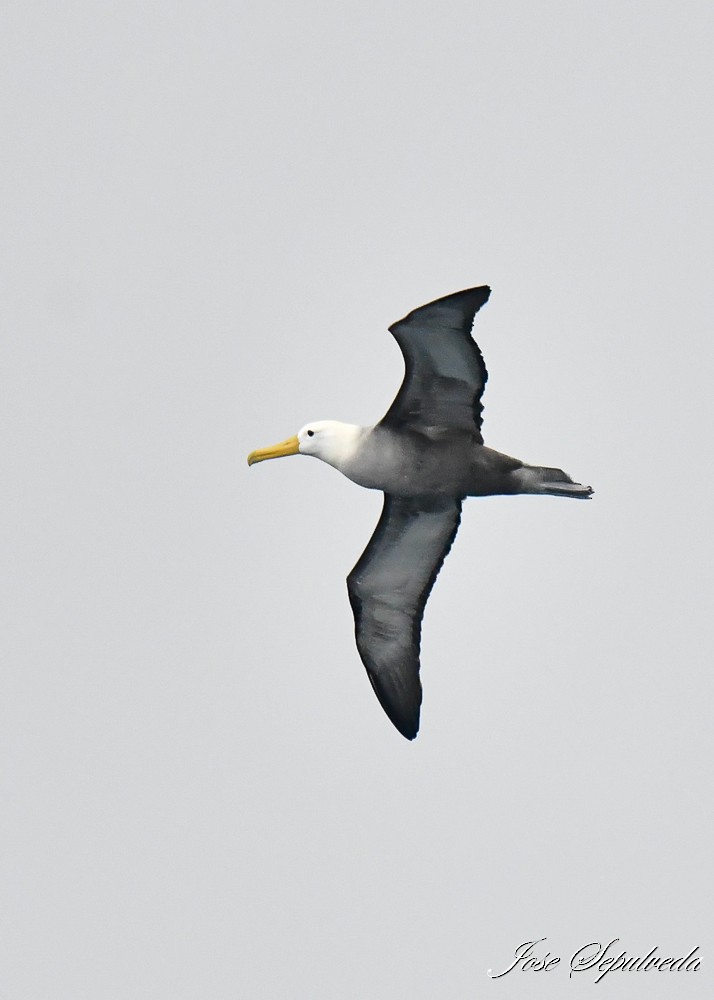 albatros galapážský - ML619979909