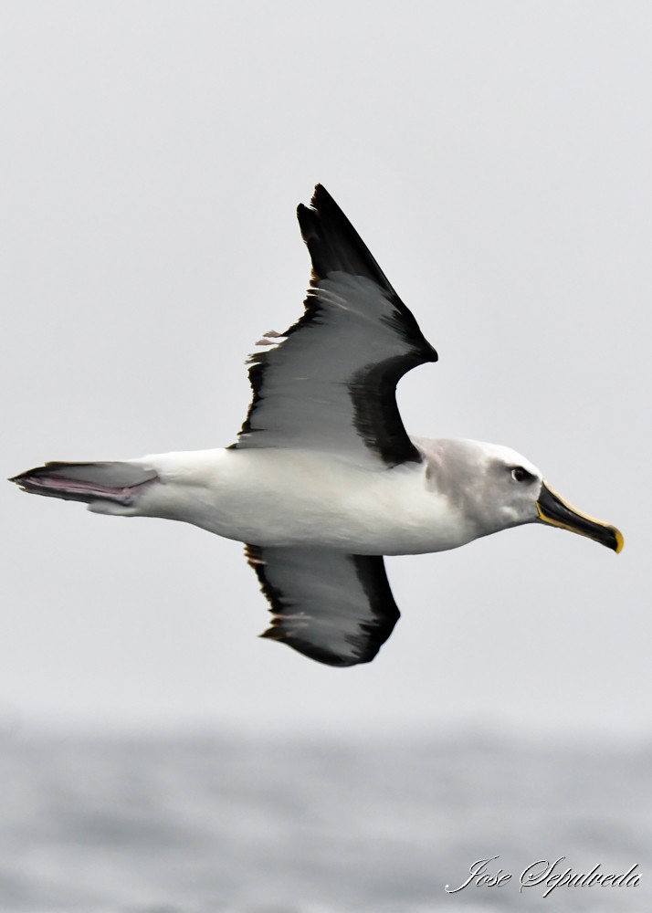 albatros Bullerův - ML619979916