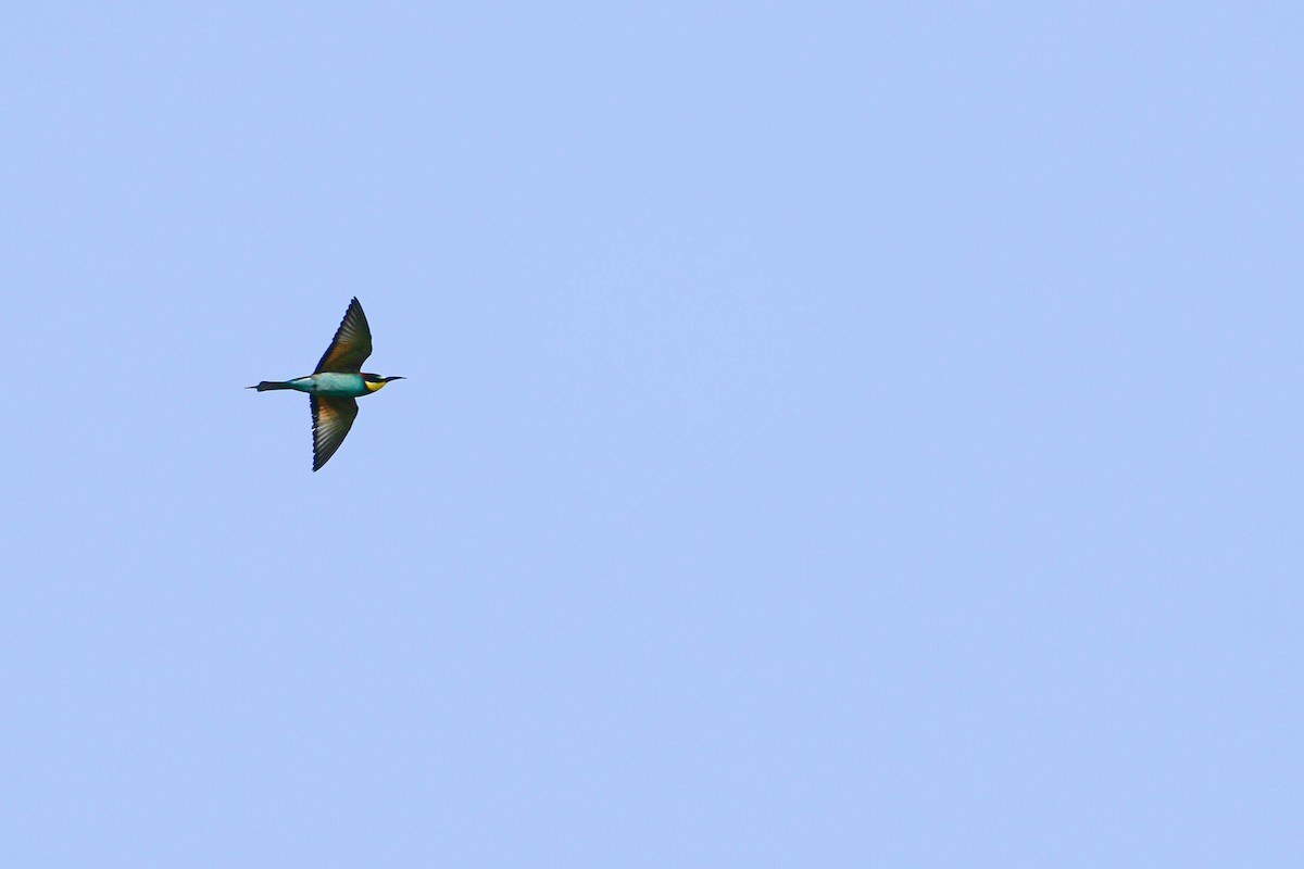 European Bee-eater - ML619979939