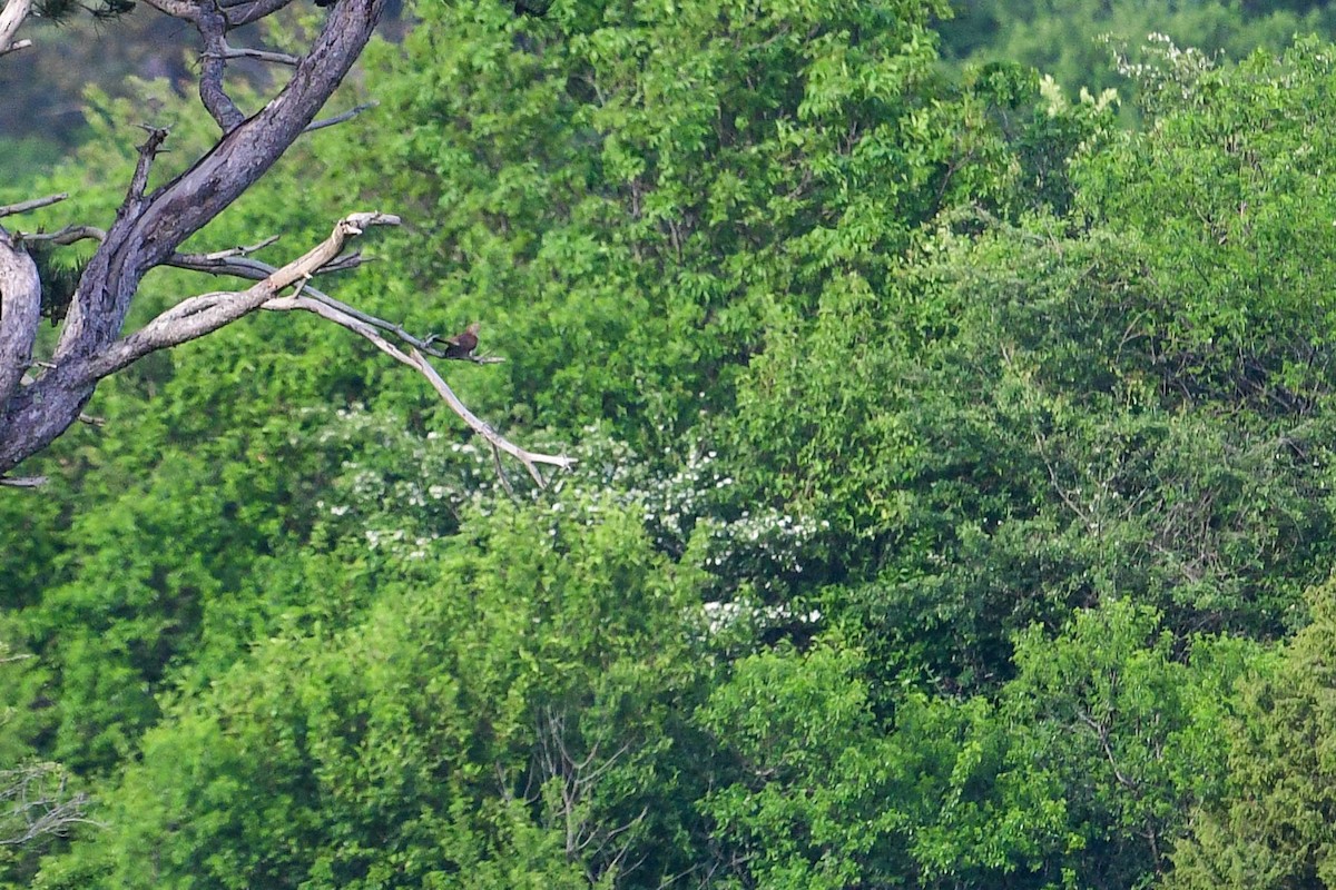 Common Cuckoo - ML619979941