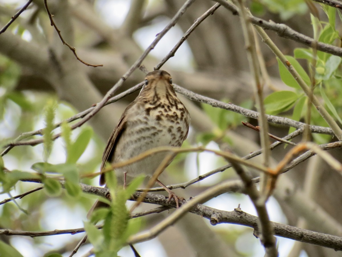 Swainson's Thrush - ML619979963