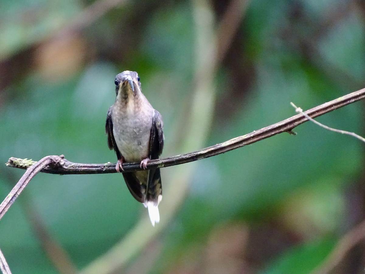 Длинноклювый колибри-отшельник - ML619979975