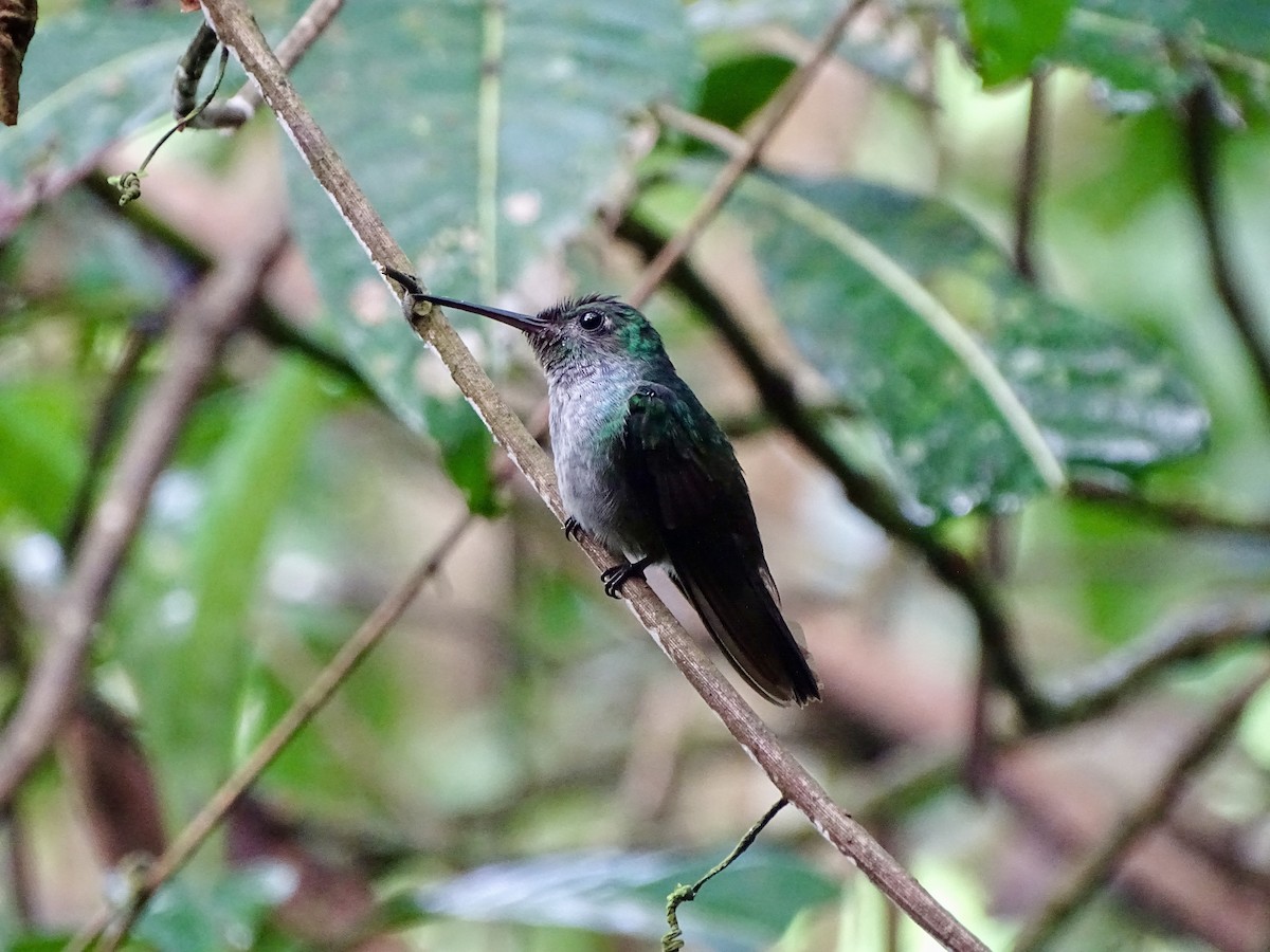kolibřík modroprsý - ML619979977