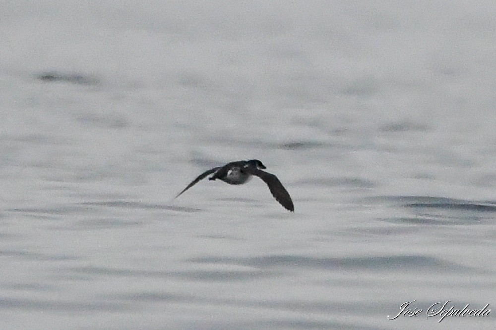 Peruvian Diving-Petrel - ML619979999