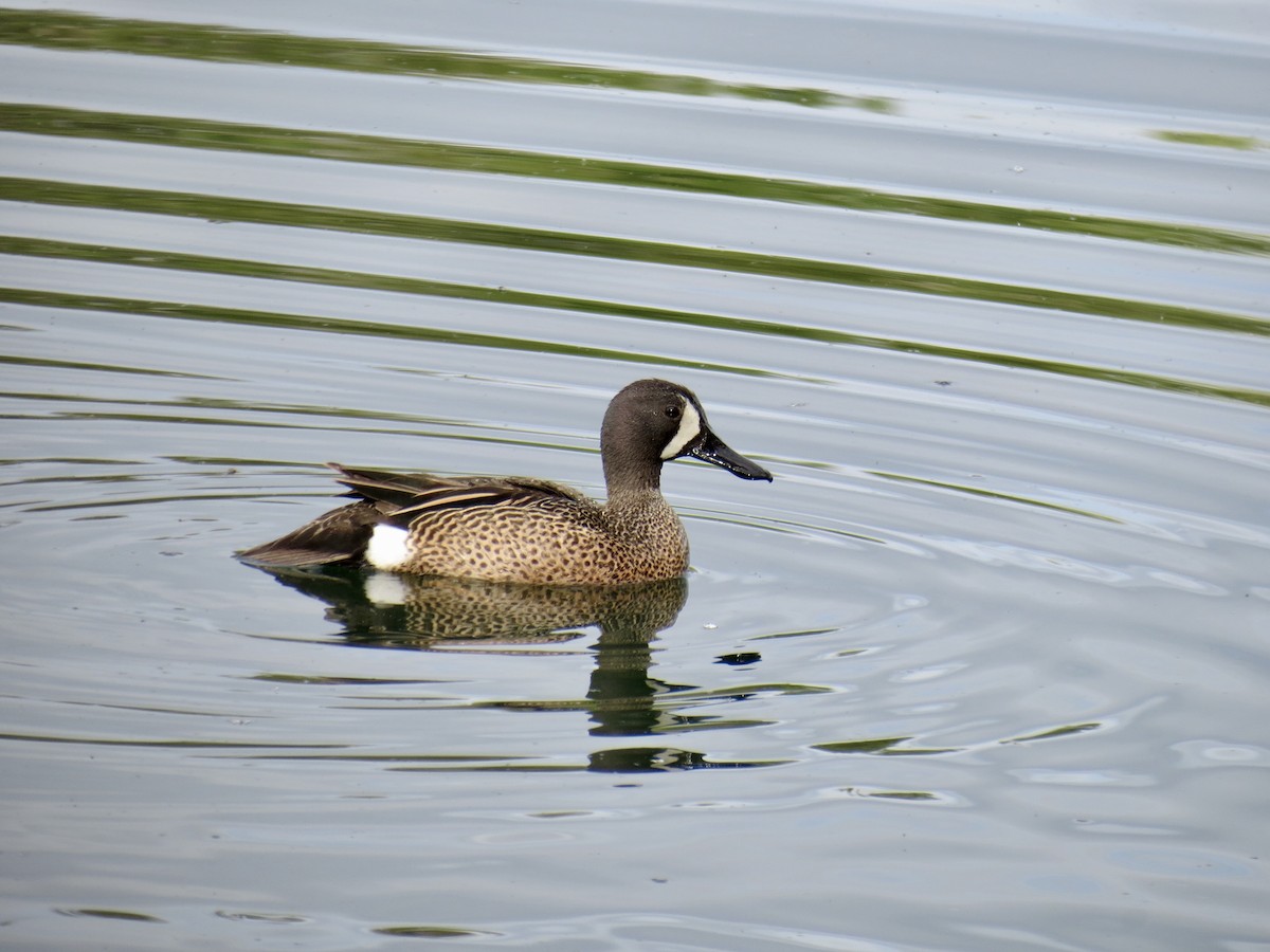 Blue-winged Teal - ML619980009
