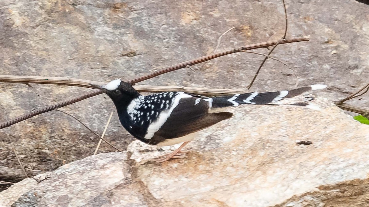 Spotted Forktail - ML619980044