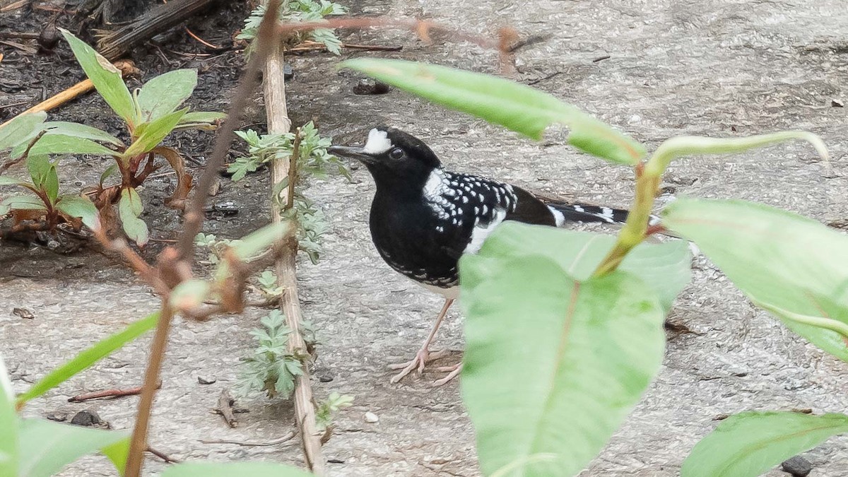 Spotted Forktail - ML619980045
