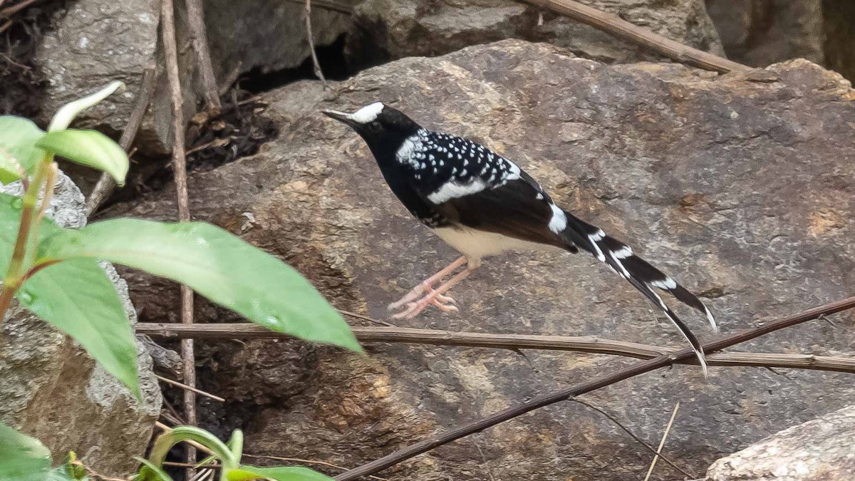 Spotted Forktail - ML619980047