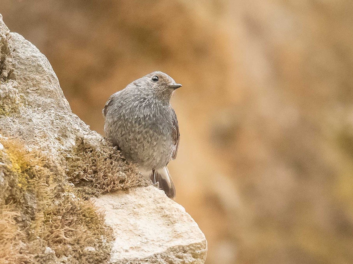 Plumbeous Redstart - ML619980062