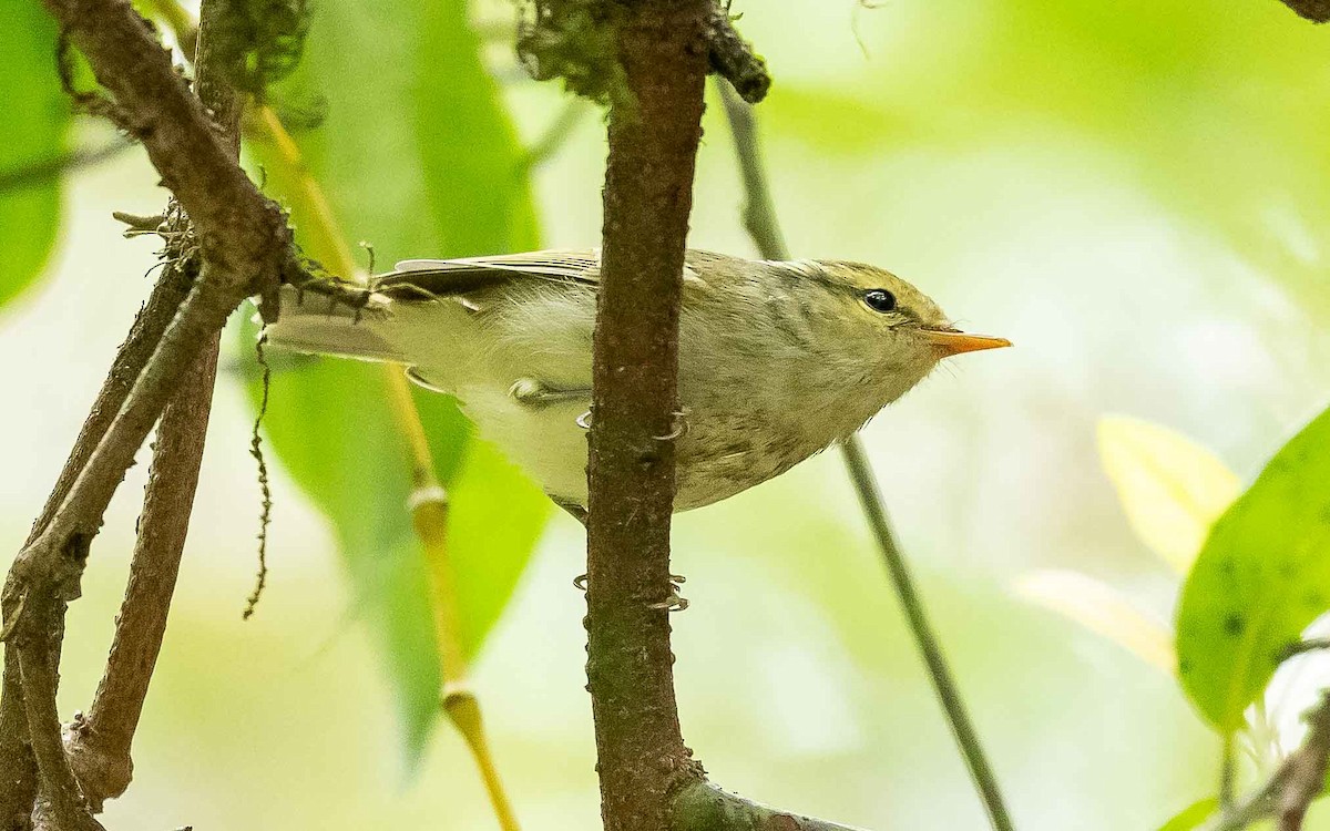 Greenish Warbler - ML619980068