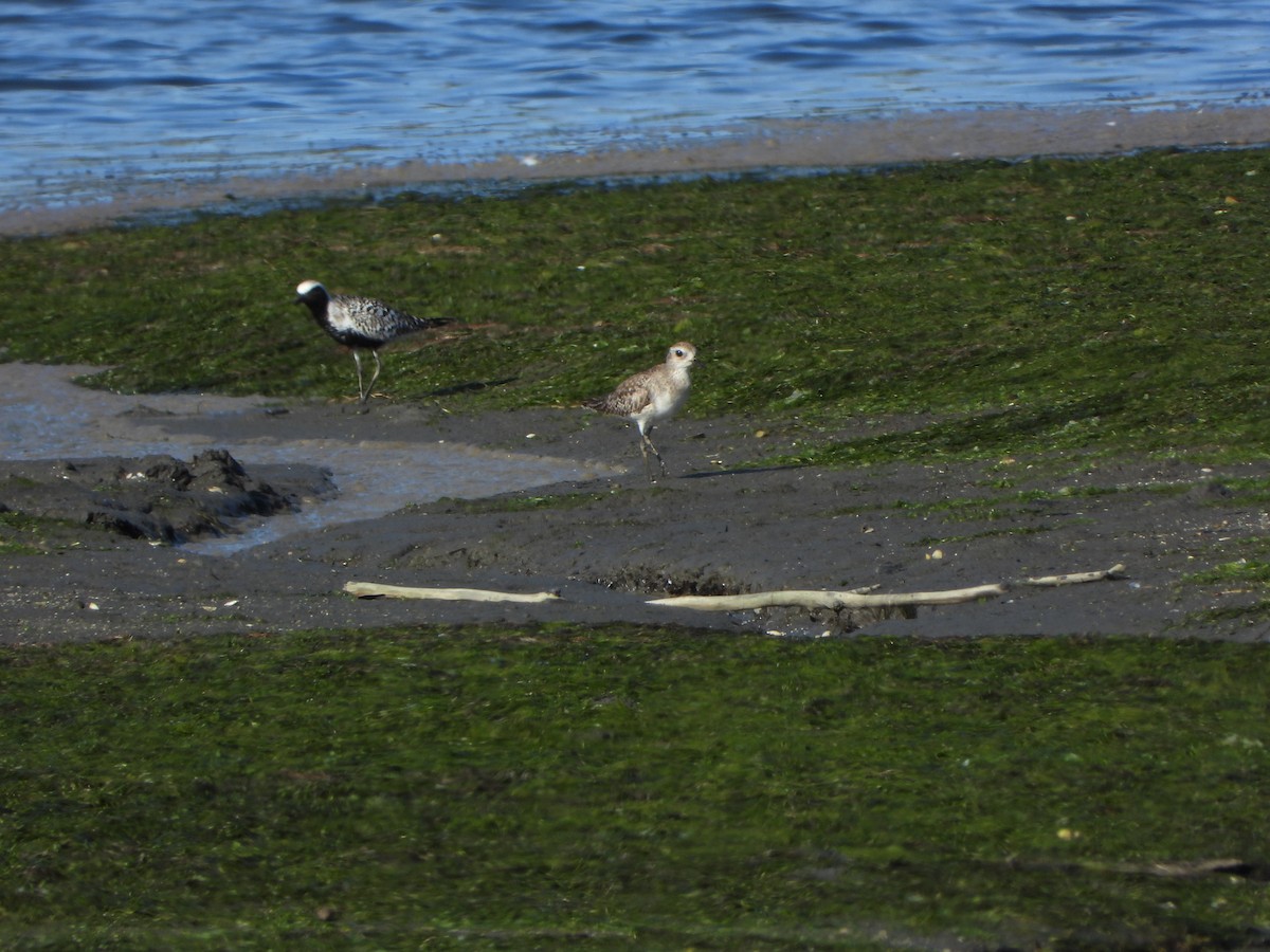 Black-bellied Plover - ML619980077