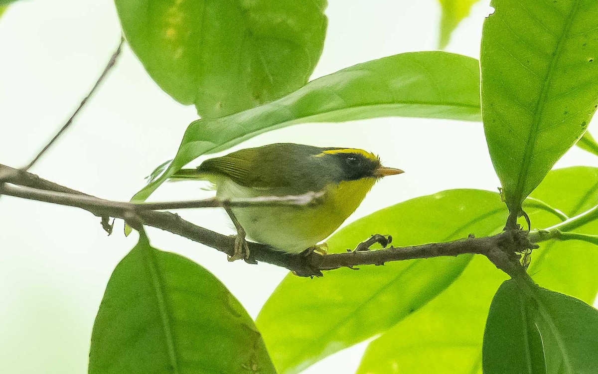 Black-faced Warbler - ML619980079