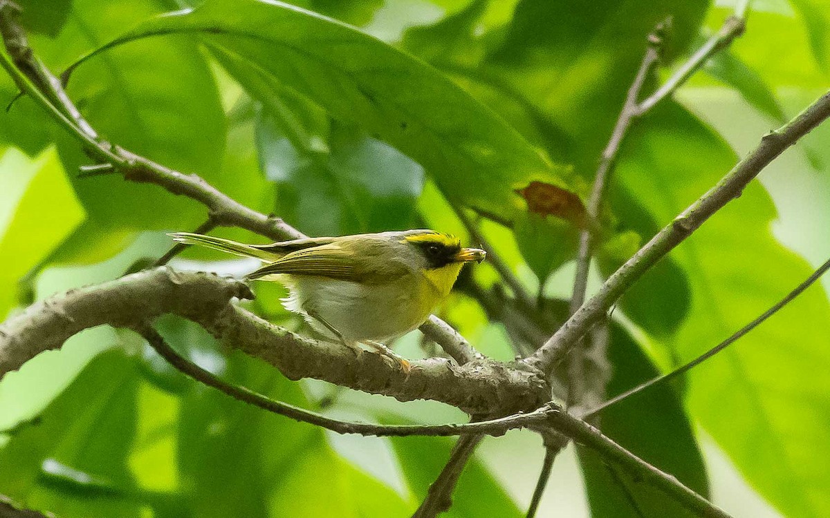 Mosquitero Carinegro - ML619980080