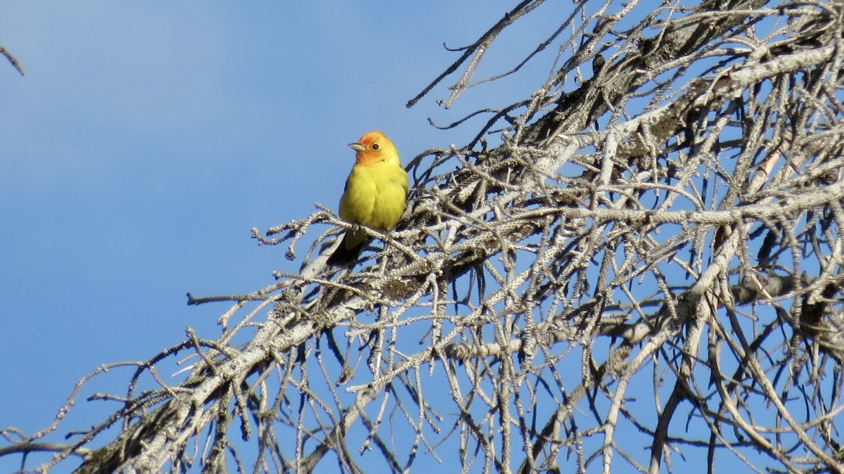 Western Tanager - ML619980082