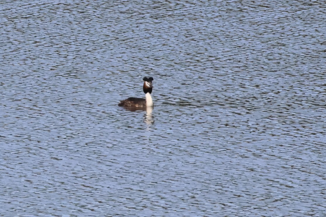 Great Crested Grebe - ML619980083