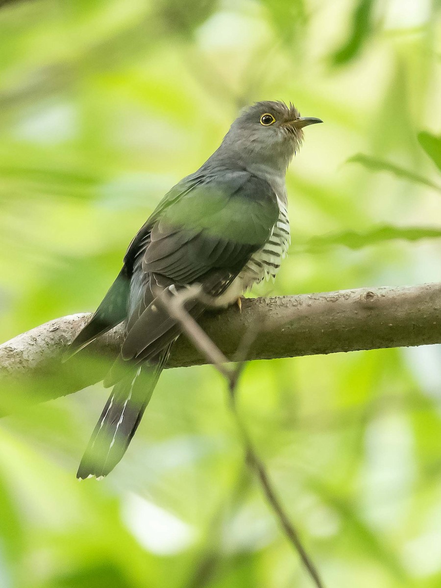 Indian Cuckoo - ML619980085